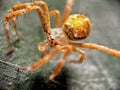 photo of Thomisidae or crab spider yellow