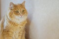 The photo of a thoughtful red cat on a light background Royalty Free Stock Photo