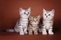 Three cute british tabby kittens