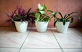 photo of three flowers in white pots Royalty Free Stock Photo