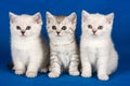 Three fluffy british cat kittens