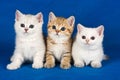 Three fluffy british cat kittens Royalty Free Stock Photo