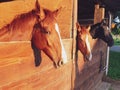 Three horses in the stable Royalty Free Stock Photo
