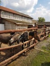 Photo of three ponies on a farm