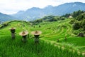 Three scarecrows in front of terraces, Zhejiang Province, China Royalty Free Stock Photo