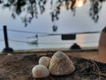 A photo of three sea shells on a table Royalty Free Stock Photo