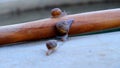 A photo of three snails