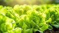 Photo of a thriving garden with rows of green lettuce plants