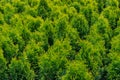 Photo of thuja occidentalis tops in the nursery before the sale