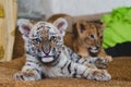 Photo of a tiger cub behind which lies a lion cub