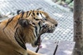 Photo of tiger head facing right while yawning due to sleepiness and boredom. Royalty Free Stock Photo