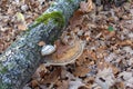 Photo tinder fungus on dead rotten tree trunk lying on the forest floor Royalty Free Stock Photo