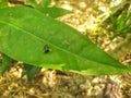 Photo Tiny green insect in green leaf natural background