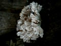 Photo of tiny jagged mushrooms growing on weathered logs