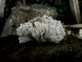 Photo of tiny jagged mushrooms growing on weathered logs