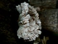 Photo of tiny jagged mushrooms growing on weathered logs