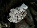 Photo of tiny jagged mushrooms growing on weathered logs