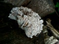 Photo of tiny jagged mushrooms growing on weathered logs