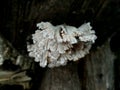 Photo of tiny jagged mushrooms growing on weathered logs