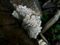 Photo of tiny jagged mushrooms growing on weathered logs