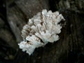 Photo of tiny jagged mushrooms growing on weathered logs