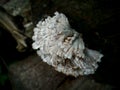 Photo of tiny jagged mushrooms growing on weathered logs