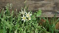 A photo of a tiny white flower against a rustic board