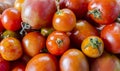 Photo of tomatoes on white background. Royalty Free Stock Photo