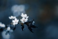 Photo of toned closeup blossoming tree in forest or park. Beautiful nature background