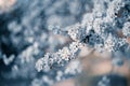 Photo of toned closeup blossoming tree in forest or park. Beautiful nature background