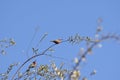 Bee-eater, South Africa