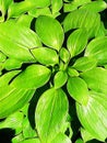 Photo of plant and leaves edited with paintbrush application.