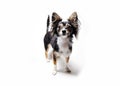 Photo of toy terrier dog with her head up standing isolated on white background Royalty Free Stock Photo