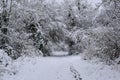 Snowy Forest Trail in French Countryside during Christmas Season / Winter Royalty Free Stock Photo