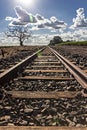 Train track with dried tree to the left and plantation of sugar cane to the right with sun facing