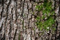 Photo tree bark covered with moss close-up. The tree trunk is brown, green, moss Royalty Free Stock Photo