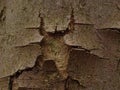 Tree bark with hole Royalty Free Stock Photo