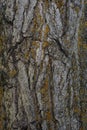 Photo tree bark