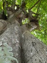 photo of tree from bottom shot