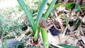 A tree frog is on a taro branch and getting ready to jump