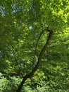 Tree and Pretty Green Leaves in the Forest in May in Spring
