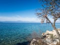 Tree on the shore and a blue sky