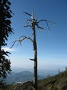 Photo tree taken from Ramelau mountain