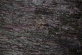 Photo of tree texture, showing tree bark. wavy textures and strong colors. background for texts Royalty Free Stock Photo