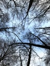 Photo of tree tops in the sky. Royalty Free Stock Photo