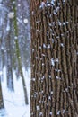 Photo of a tree trunk in the forest in winter with falling snow Royalty Free Stock Photo