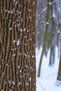 Photo of a tree trunk in the forest in winter with falling snow Royalty Free Stock Photo