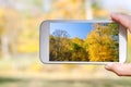 Photo of Trees in Autumn Take with a Mobile Phone Royalty Free Stock Photo