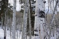 Photo of trees in the Eagle, Colorado, forest