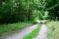 Photo of trees in a green grove.